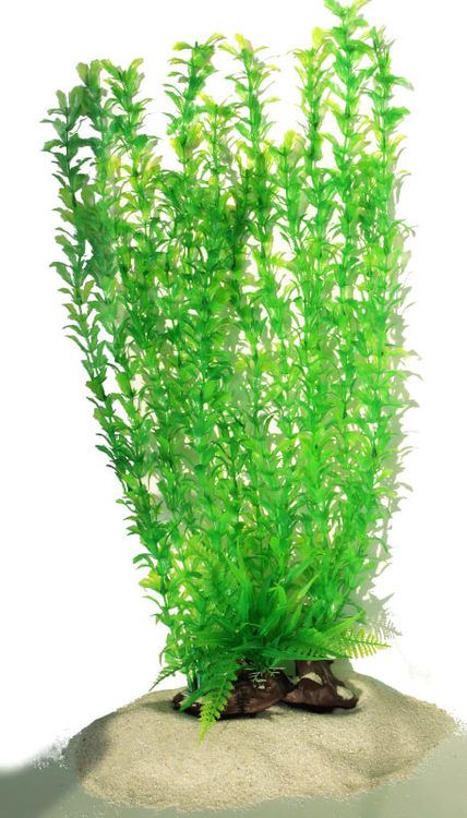 Plastväxt Shinnersia 40 cm A