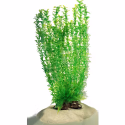 Plastväxt Shinnersia 40 cm