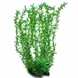 Plastväxt Shinnersia 40 cm