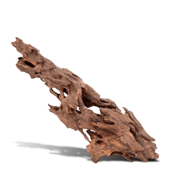 Mangroverot till akvarium terrarium