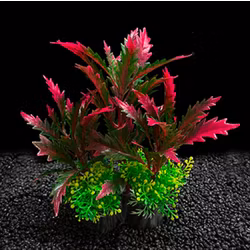 Plastväxt Pinnatifida red 17 cm