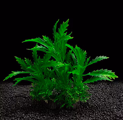 Pinnatifida  grön