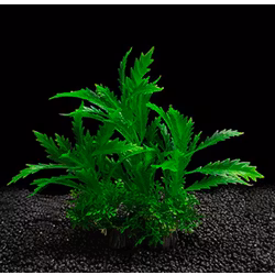 Plastväxt Pinnatifida green 17 cm