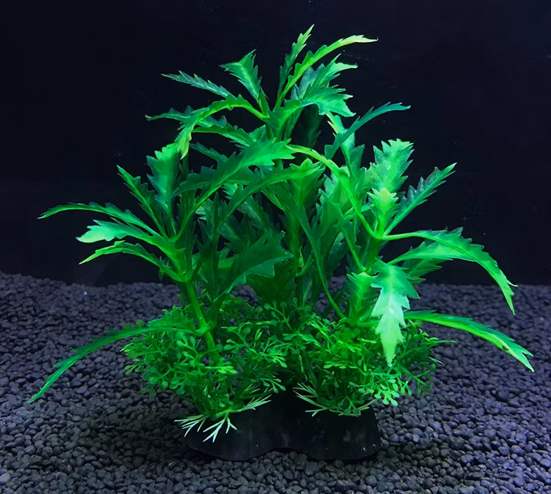 Pinnatifida plastväxt akvarium