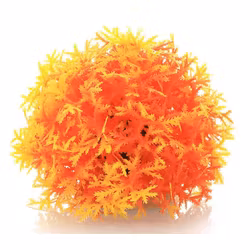 Mossboll Orange Stor - Taxiphyllum Barbieri