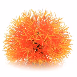 Mossboll Orange Stor - Taxiphyllum Alternans