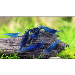 Neocaridina Davidi - Blue dream
