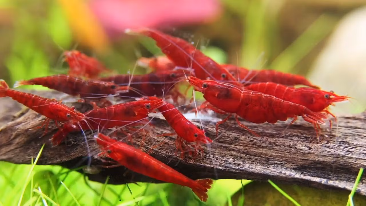 Neocaridina Davidi - Bloody Mary