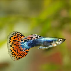 Poecilia Reticulata - Guppy King Cobra röd
