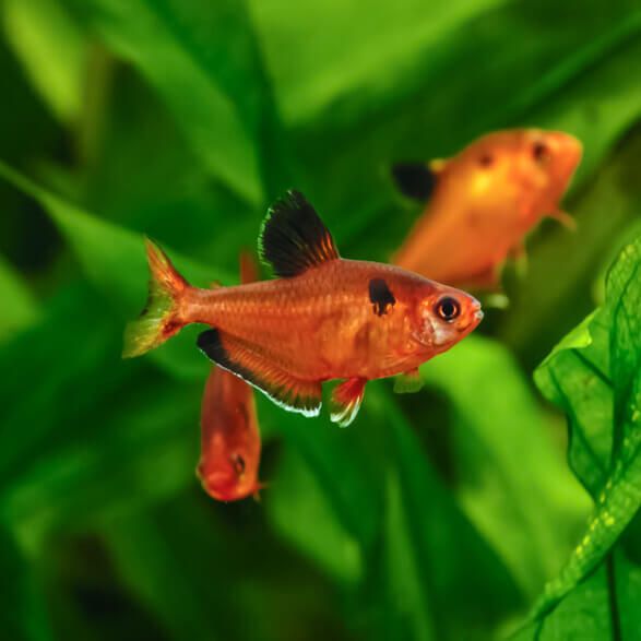 serpaetetra serpae tetra akvariefisk sällskapsfisk akvariebutik akvarium