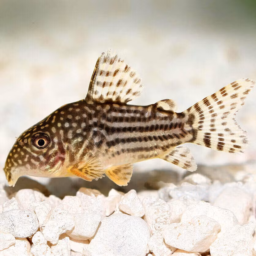 pansarmal corydoras starbai Sterbas bottenfisk algätare