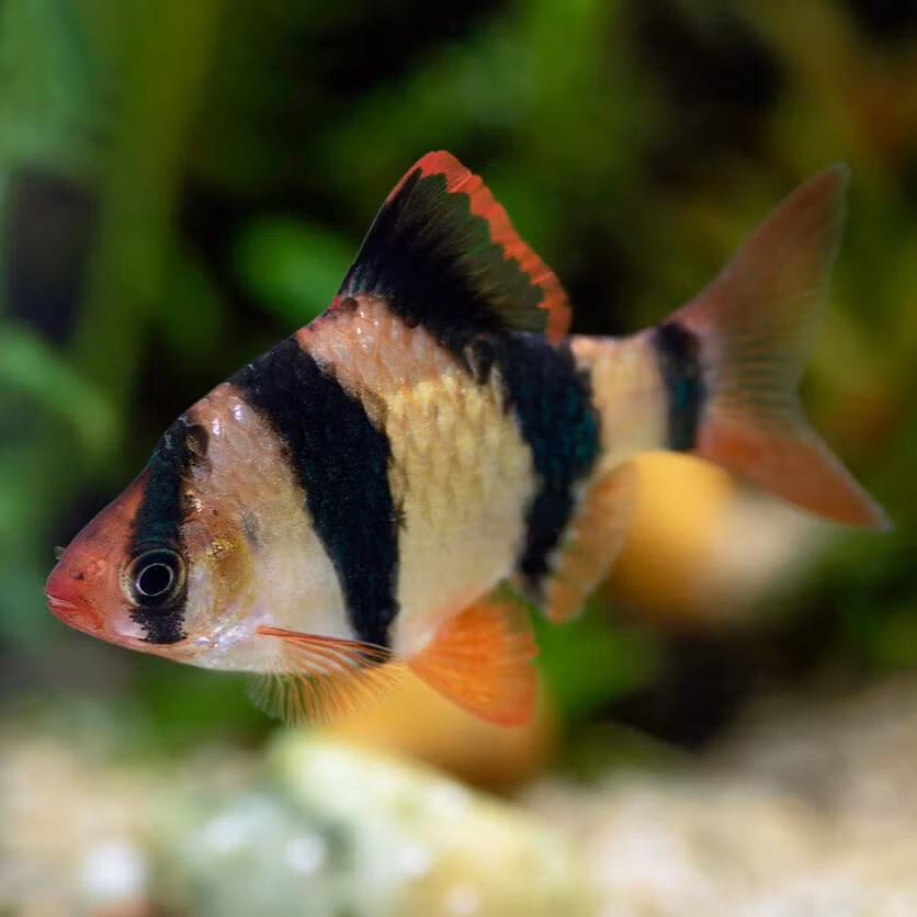 tigerbarb sällskapsfisk akvariefisk barb barbus puntigrus