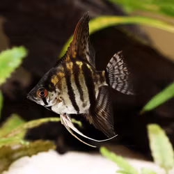 Pterophyllum Scalare - Tiger Marble angelfish