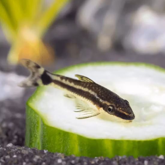 Randig otocinclus - Otocinclus vittatus