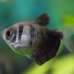 Gymnocorymbus ternetzi - Sorgmanteltetra