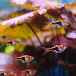 Trigonostigma heteromorpha - Kilfläcksrasbora