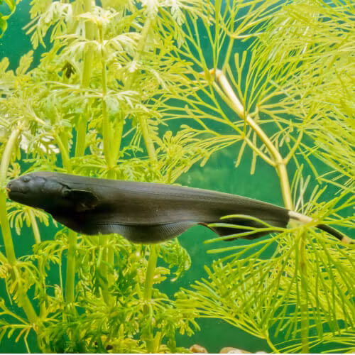 Apteronotus albifrons Black ghost