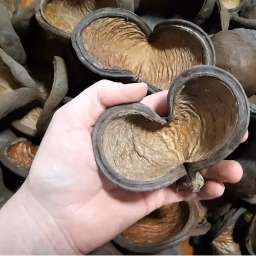 badam nut badam nöt akvariedekoration naturlig naturprodukt nötkapsel frökapsel