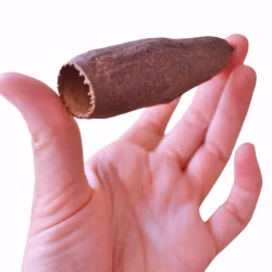 Savu pod / Jequitiba 6-9 cm