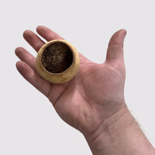 bellcup naturprodukt räkgrotta shrimps shrimpshelter akvariedekor dekoration akvarieprodukt