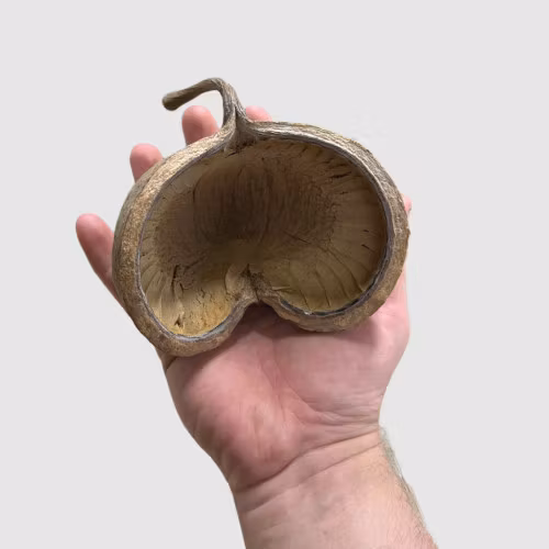 buddha nut nöt natur akvarieprodukter naturprodukter akvarium räkor tanniner grotta fisk