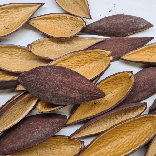 Canoinhas pod nötkapsel naturprodukt tanniner tannin vattenberedning natur dekor dekoration naturlig