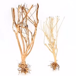 Slim Tree 25-35 cm
