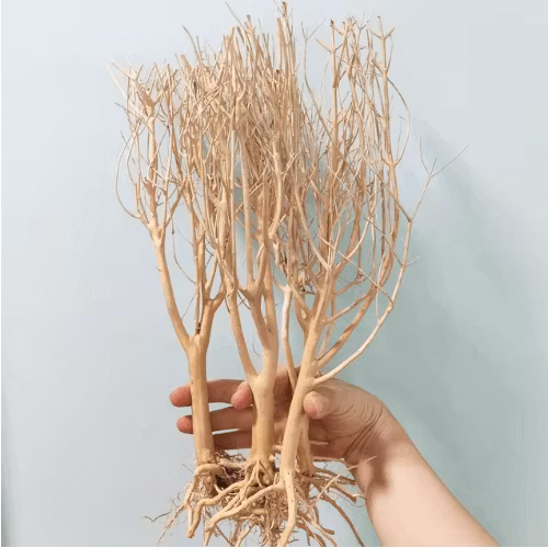 moss tree slim tree aquarium root mangroverot driftwood rötter akvarium akvarie naturdekor naturlig dekoration natur mossträd