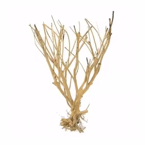 moss tree slim tree aquarium root mangroverot driftwood rötter akvarium akvarie naturdekor naturlig dekoration natur billig