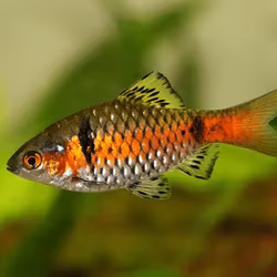Pethia padamya - Odessa barb
