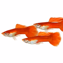 Poecilia Reticulata - Guppy Red