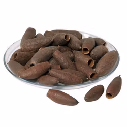 Savu pod / Jequitiba 6-9 cm