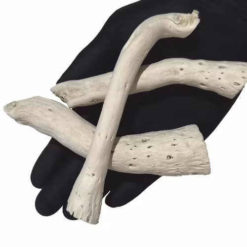 Driftcatus Cholla Wood - 5 st