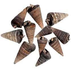 Snäckskal striped - 5 st
