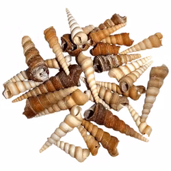 Snäckskal Tornsnigel - 100g