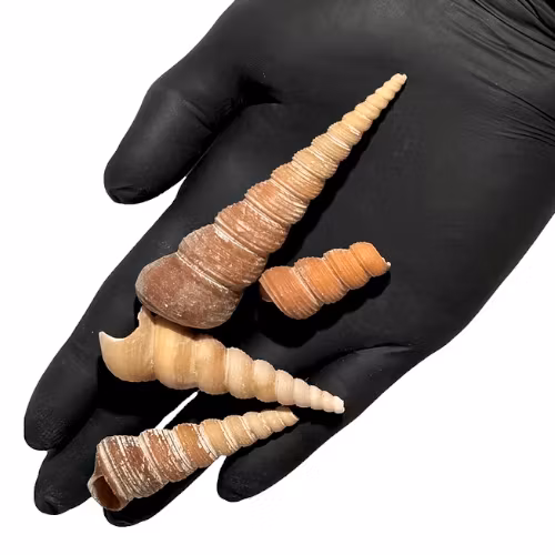 Snäckskal Tornsnigel - 100g