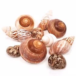 Shell Shelter M - 12 st