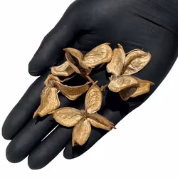Cotton pod - 30g
