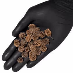 Små Casuarina pod - 100g