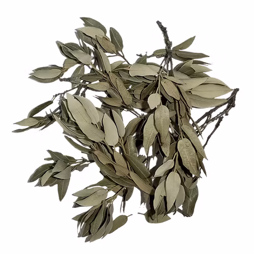 Holm oak leaves - 20g