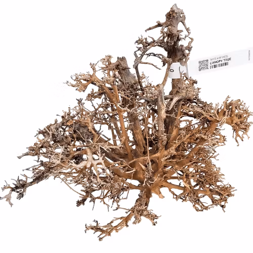 Canopy Wood Small 10-20 cm