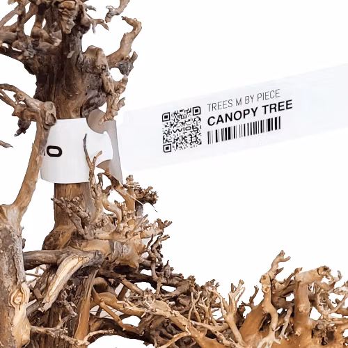 Canopy Wood Small 10-20 cm