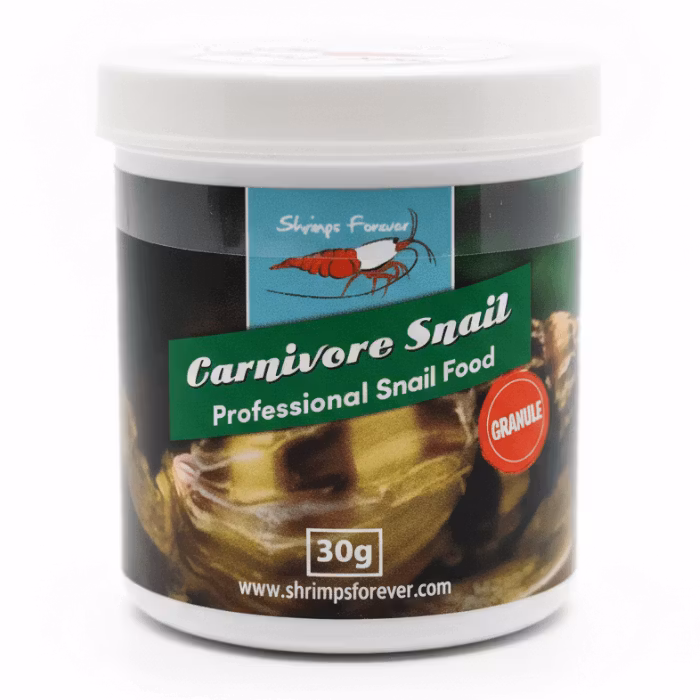 Shrimps Forever - Carnivore Snail