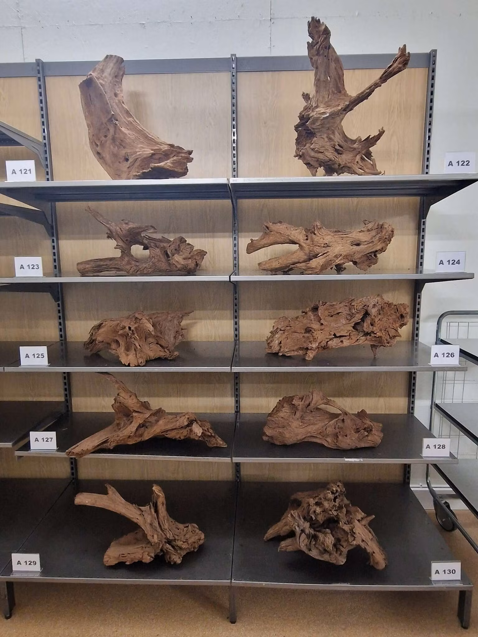 Mangroverötter XXL 50-65 cm Köp roten på bilden