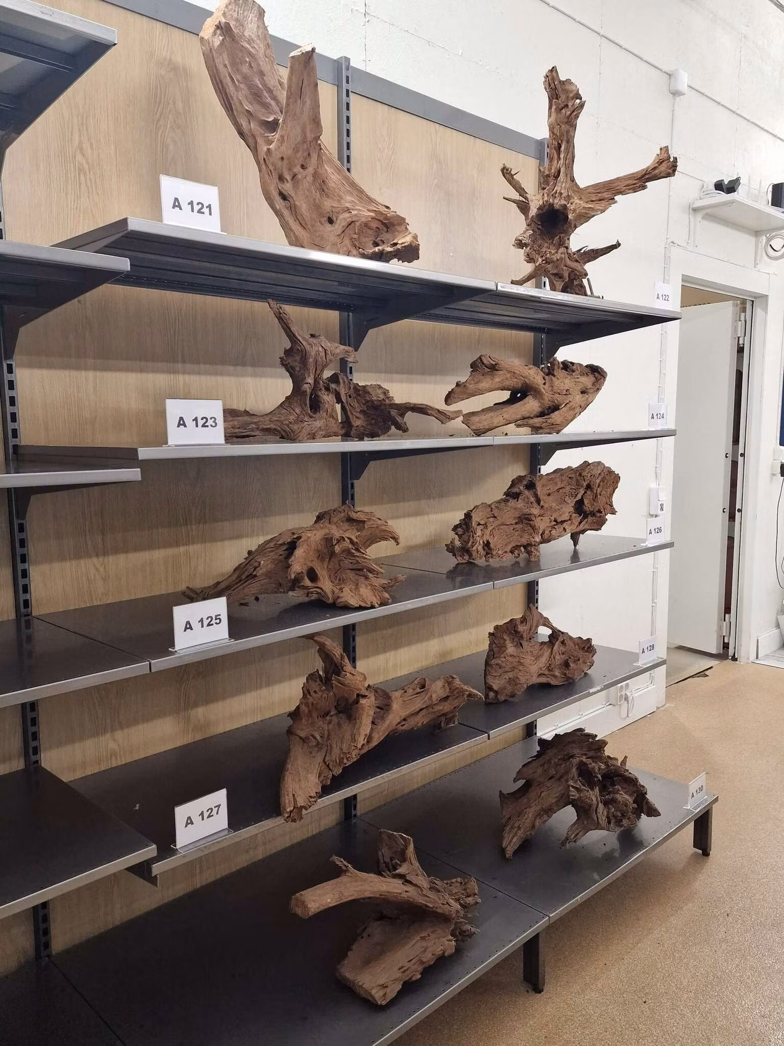 Mangroverötter XXL 50-65 cm Köp roten på bilden