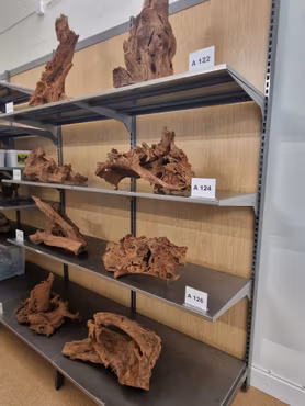 Mangroverötter XXL 50-65 cm Köp roten på bilden