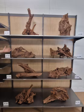 Mangroverötter XXL 50-65 cm Köp roten på bilden