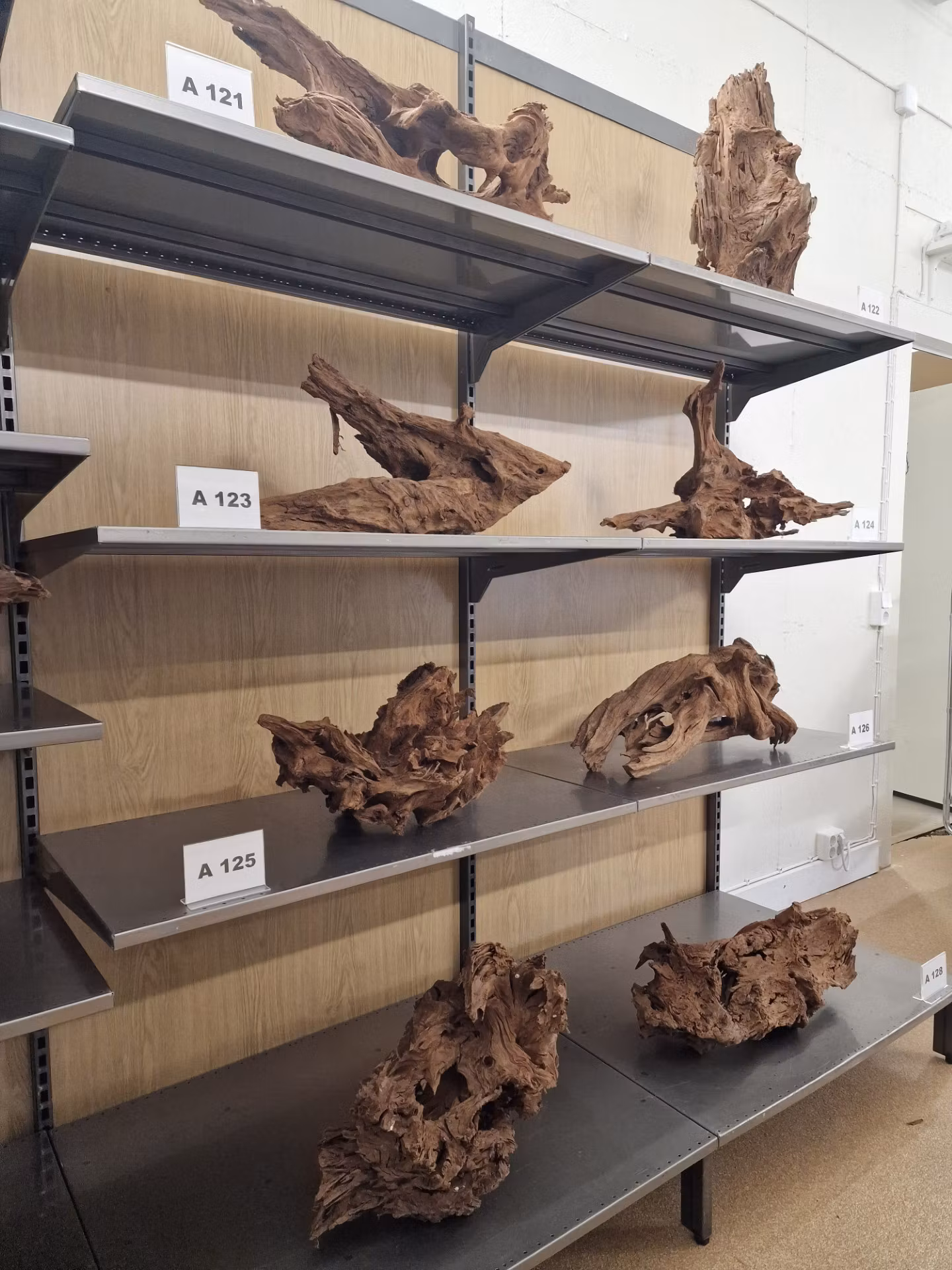 Mangroverötter XXL 50-65 cm Köp roten på bilden