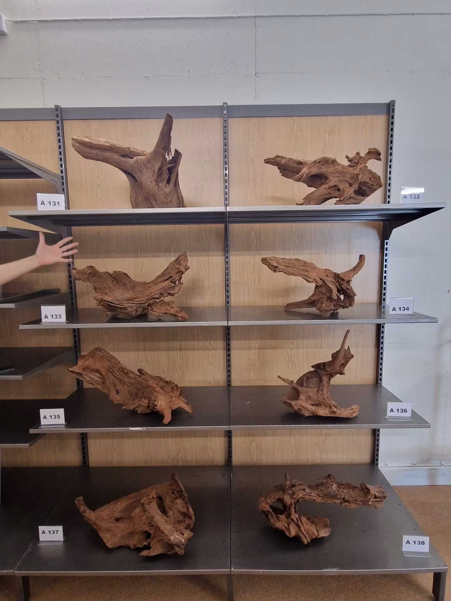 Mangroverötter XXL 50-65 cm Köp roten på bilden A131-138