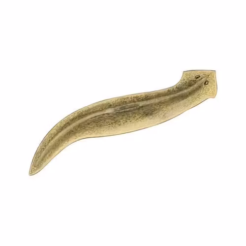 SL-Aqua Z1 Bio Protector - Behandling mot Planaria & Hydra